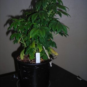 first_grow_115_Vicky