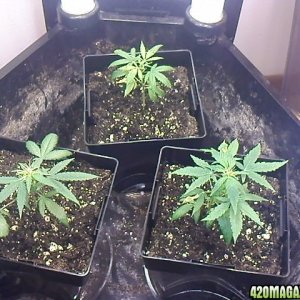 new clones