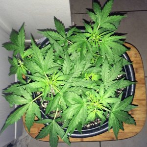 Lemon1 WK5