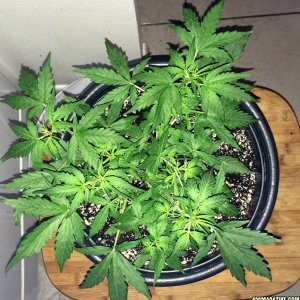 Lemon1 WK5