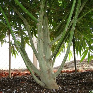 2016 Organic Multi-Strain Grow-Pruning Day-8/7/16