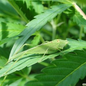 Green Grasshopper/Cricket Leaf Damage