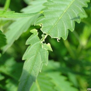 Green Grasshopper/Cricket Leaf Damage