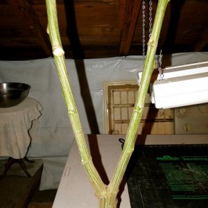 Cannabis Stalk Wishbone