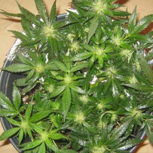 day 60 blue treacle