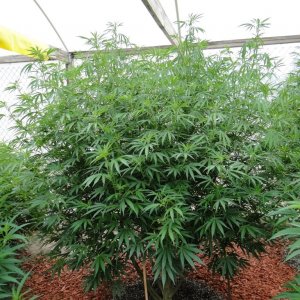 2016 Organic Multi-Strain Grow-Greenhouse #2-8/11/16