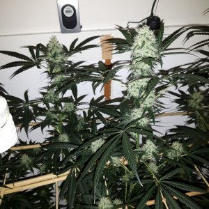 purple kush 400 wattt cfl  week 6 flower