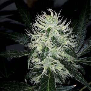 purple kush 400 wattt cfl  week 6 flower