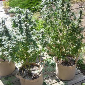 h00ks Hillbilly Grow 2016