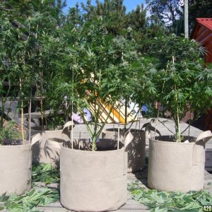 h00ks Hillbilly Grow 2016