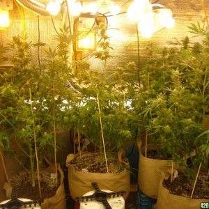 h00ks Hillbilly Grow 2016