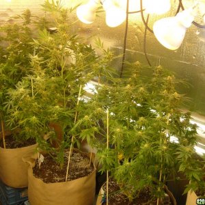 h00ks Hillbilly Grow 2016