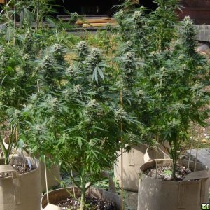 h00ks Hillbilly Grow 2016