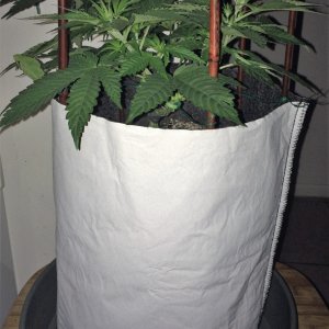 Raspberry Cough Sativa Week 6