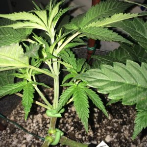 Raspberry Cough Sativa Week 6