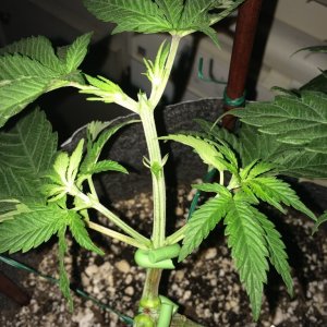 Raspberry Cough Sativa Week 6