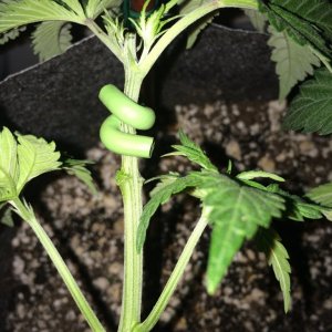 Raspberry Cough Sativa Week 6