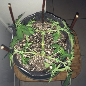 Raspberry Cough1 Sativa Week 6