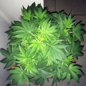 Raspberry Cough2 Week6