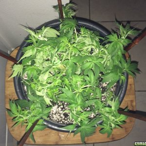 Raspberry Cough2 Week6