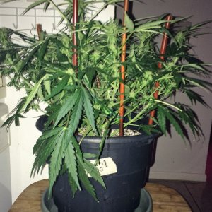 Lemon1 Week6 Flower Day14