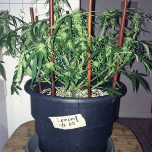 Lemon1 Week6 Flower Day14