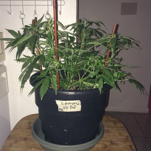 Lemon2 Week6