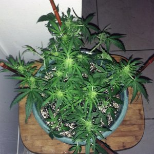 Lemon3 Week6 Flowering Day 7