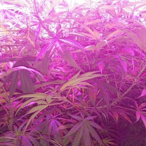 Supreme CBD Kush troubles