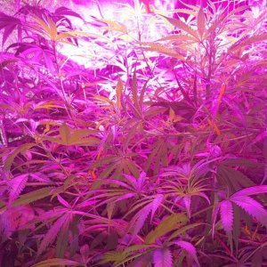 Supreme CBD Kush troubles