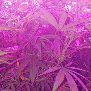 Supreme CBD Kush troubles