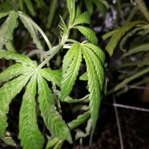 Supreme CBD Kush troubles