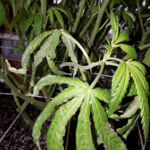 Supreme CBD Kush troubles