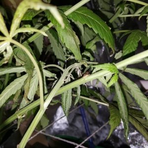 Supreme CBD Kush troubles