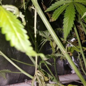 Supreme CBD Kush troubles