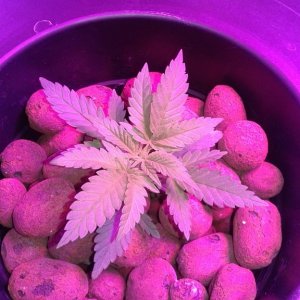 critical kush dwc