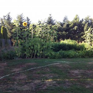 Aug sun flowers