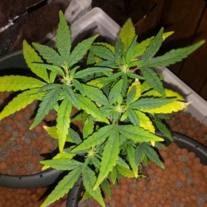 Yellow leaves cant find problem plz help