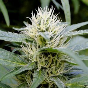 Organic Sour Diesel x OG Kush x Hindu Kush in Flowering-8/16/16