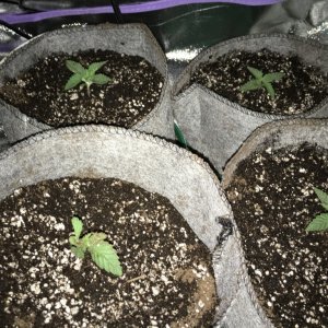 Waikiki my 1st grow