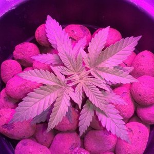 critical kush dwc