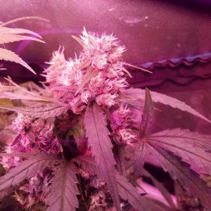 ItsNaturals 2nd grow 2 weeks before harvest