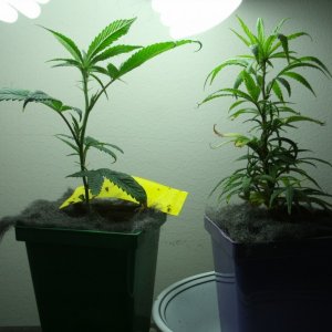 Next clones up