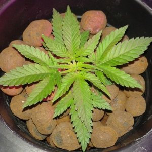 critical kush dwc