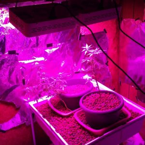 New mars hydro full spectrum cubes and grow tent