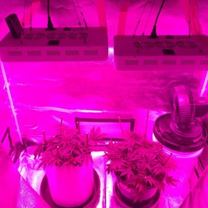 Two 300w LED in Tent