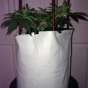 Raspberry Cough1 Sativa Week 7