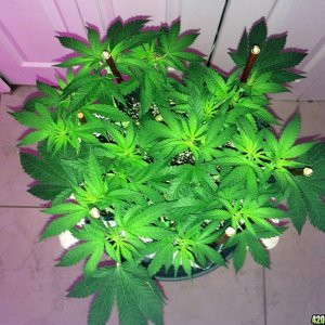 Raspberry Cough1 Sativa Week 7