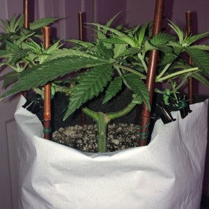 Raspberry Cough1 Sativa Week 7