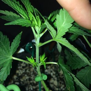 Raspberry Cough1 Sativa Week 7